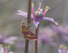 Pyrausta sanguinalis
