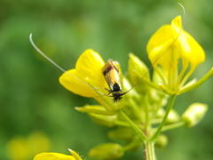 Nemophora fasciella