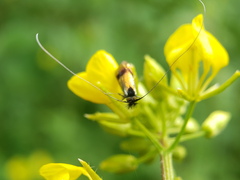 Nemophora fasciella