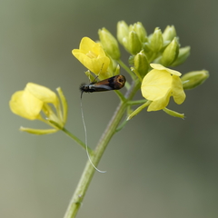 Nemophora fasciella