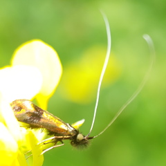 Nemophora fasciella