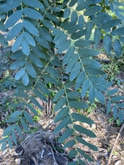 Tipuana tipu