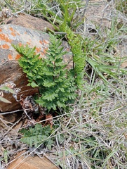 Cheilanthes viridis