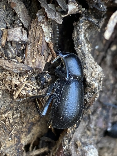 Misolampus goudoti