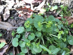 Chrysosplenium japonicum