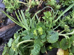 Chrysosplenium japonicum