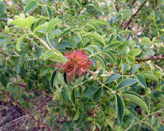 Diplolepis rosae