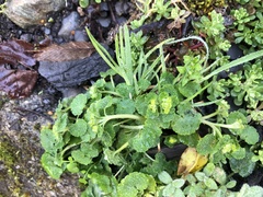 Chrysosplenium japonicum