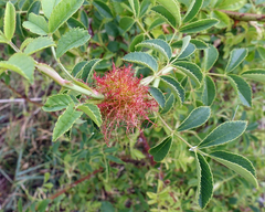 Diplolepis rosae