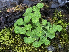 Chrysosplenium japonicum