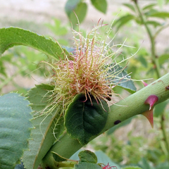 Diplolepis rosae