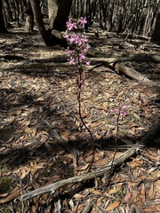 Dipodium