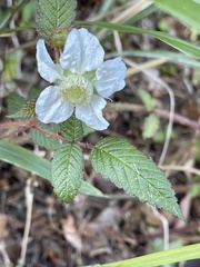 Rubus croceacanthus