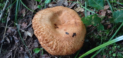 Lactarius mairei