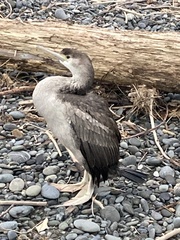 Phalacrocorax punctatus punctatus