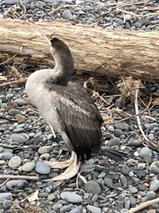 Phalacrocorax punctatus punctatus