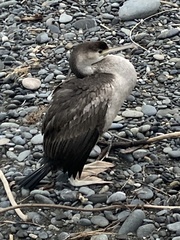 Phalacrocorax punctatus punctatus