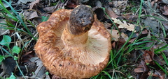 Lactarius mairei