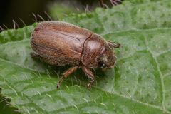 Adoretus compressus