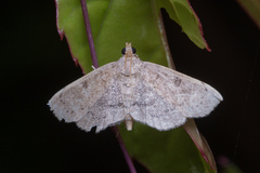 Protonoceras
