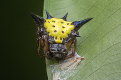 Macracantha hasselti