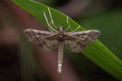 Hydriris ornatalis