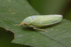 Krisnini