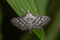 Ravanoa xiphialis