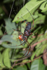 Nephila pilipes