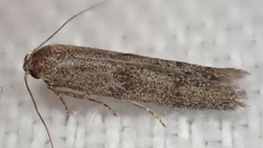 Homoeosoma vagella