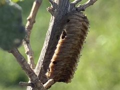 Stagmomantis resacae