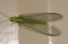 Apertochrysa edwardsi