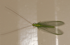 Apertochrysa edwardsi