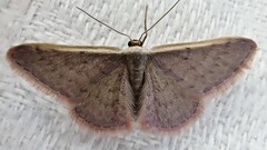 Idaea costaria