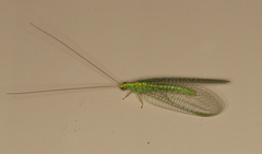 Apertochrysa edwardsi