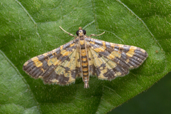 Eurrhyparodes tricoloralis