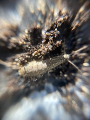 Ctenolepisma ciliatum