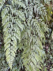 Asplenium pseudolaserpitiifolium