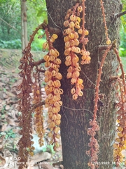 Sterculia megistophylla