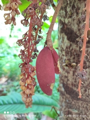 Sterculia megistophylla
