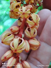 Sterculia megistophylla