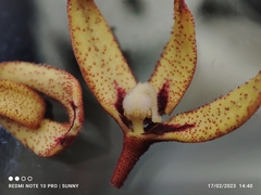Sterculia megistophylla