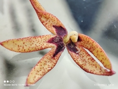 Sterculia megistophylla