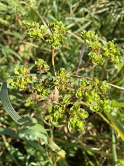 Euphorbia helioscopia