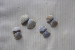 Mollusca