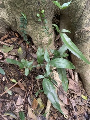 Grypothrix triphylla