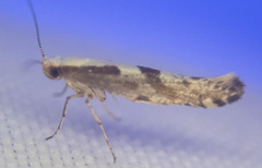 Argyresthia