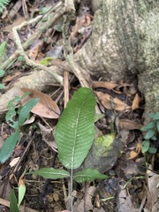 Grypothrix triphylla