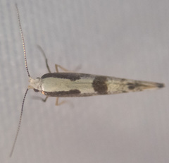 Argyresthia