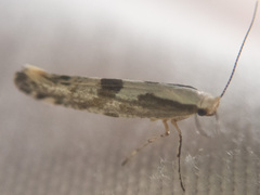 Argyresthia